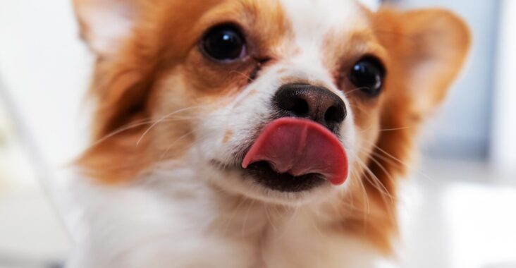 hund der slikker